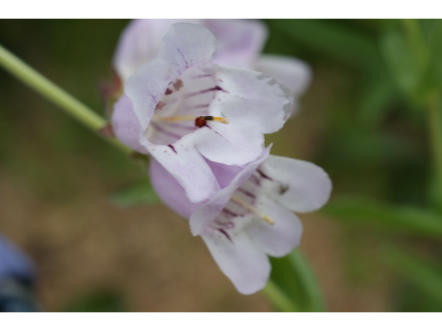 Penstemon cobaea (Prairie penstemon) #37656