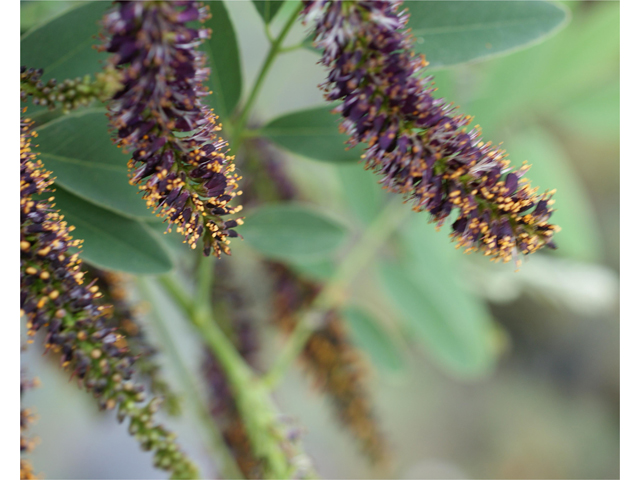 Amorpha fruticosa (Indigo bush) #37657