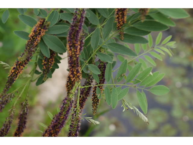 Amorpha fruticosa (Indigo bush) #37658