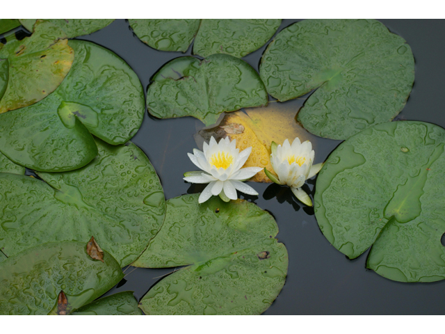 Nymphaea odorata (American white water-lily) #37689