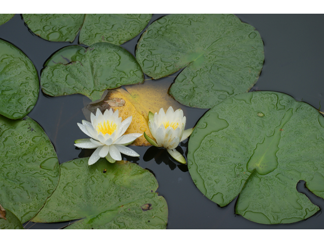 Nymphaea odorata (American white water-lily) #37690