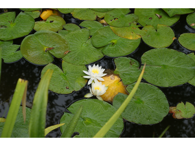 Nymphaea odorata (American white water-lily) #37691
