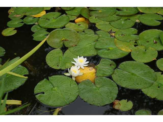 Nymphaea odorata (American white water-lily) #37692