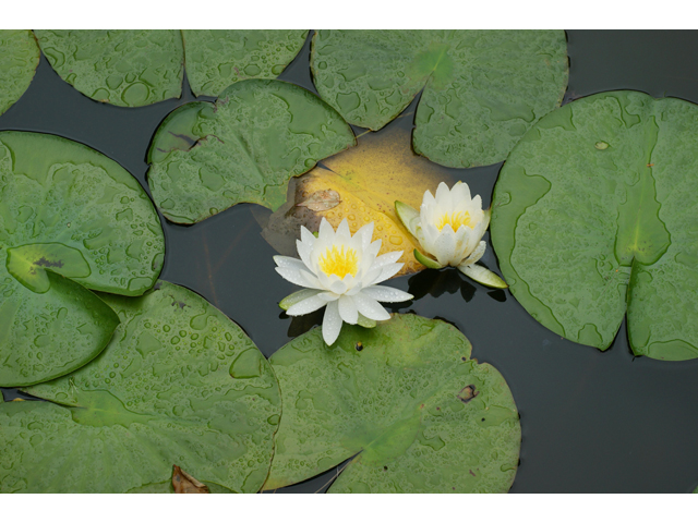 Nymphaea odorata (American white water-lily) #37693