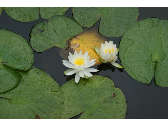 Nymphaea odorata (American white water-lily) #37694