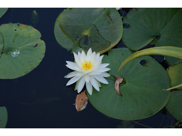 Nymphaea odorata (American white water-lily) #37695