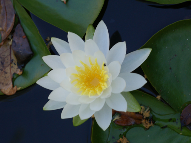 Nymphaea odorata (American white water-lily) #37696