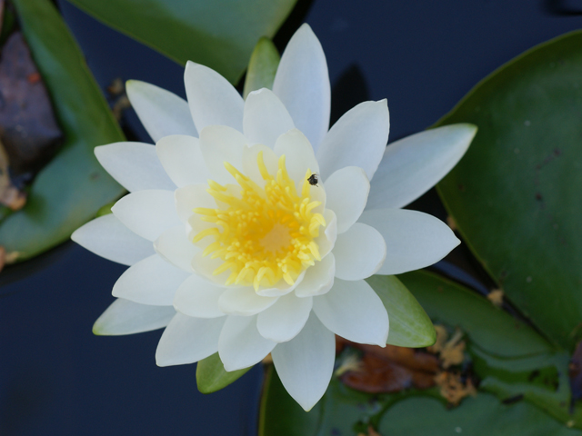 Nymphaea odorata (American white water-lily) #37697