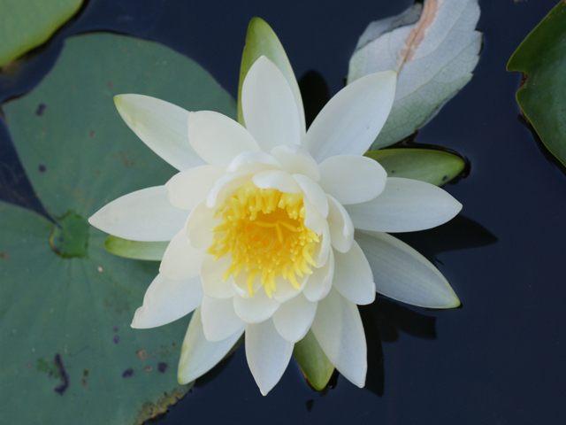 Nymphaea odorata (American white water-lily) #37698