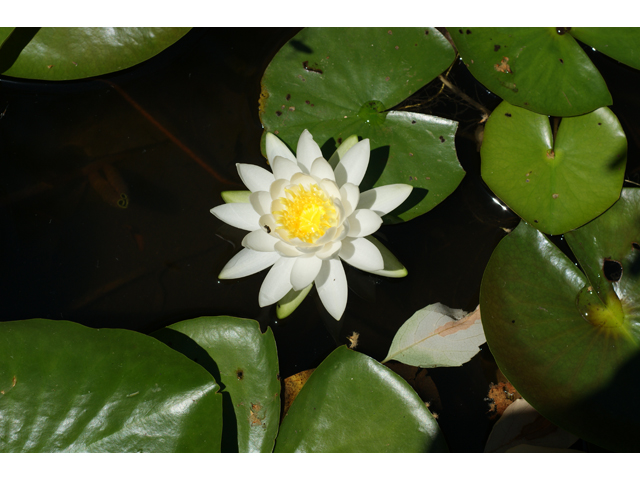 Nymphaea odorata (American white water-lily) #37699