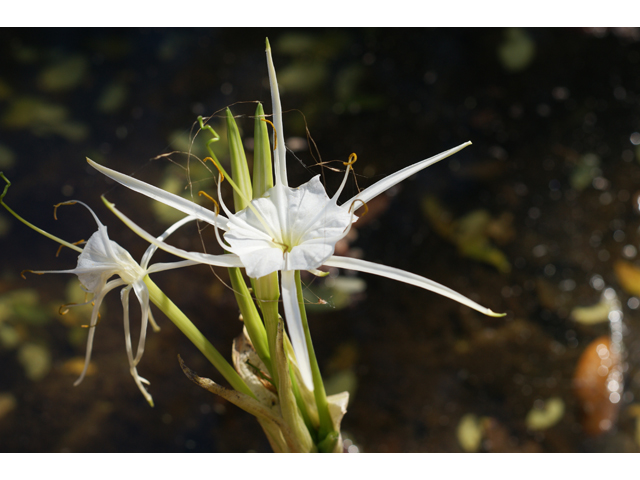 Hymenocallis liriosme (Texas spiderlily) #37715