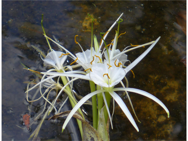 Hymenocallis liriosme (Texas spiderlily) #37716