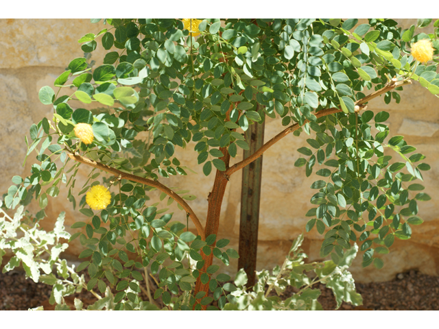 Leucaena retusa (Goldenball leadtree) #37739