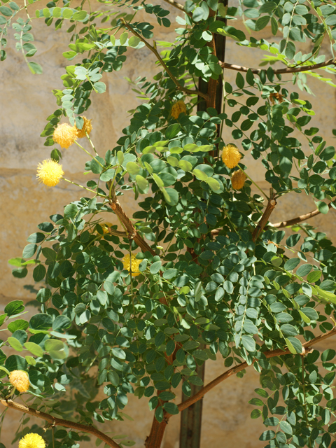 Leucaena retusa (Goldenball leadtree) #37740