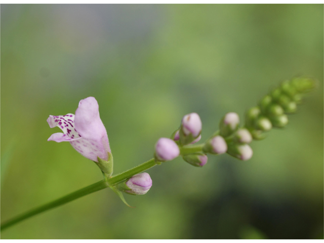 Physostegia intermedia (Spring obedient plant) #37766