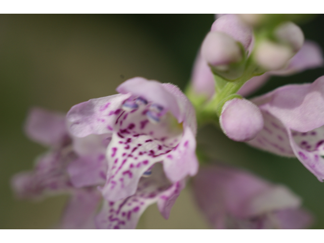 Physostegia intermedia (Spring obedient plant) #37769