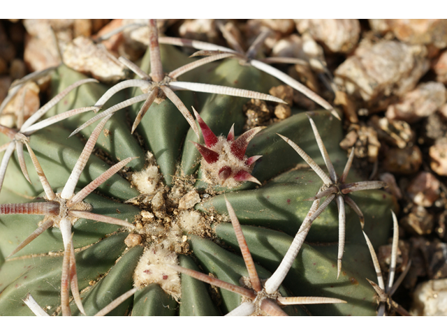 Echinocactus texensis (Horse crippler) #37785