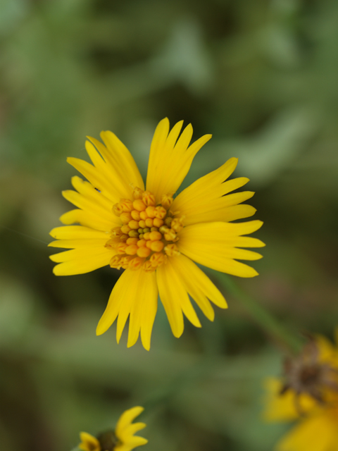 Amblyolepis setigera (Huisache daisy) #37792