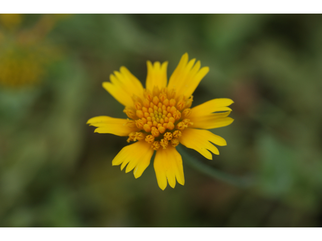 Amblyolepis setigera (Huisache daisy) #37793