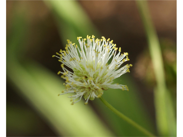 Desmanthus illinoensis (Illinois bundleflower) #37798