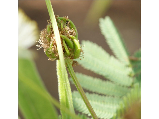 Desmanthus illinoensis (Illinois bundleflower) #37799