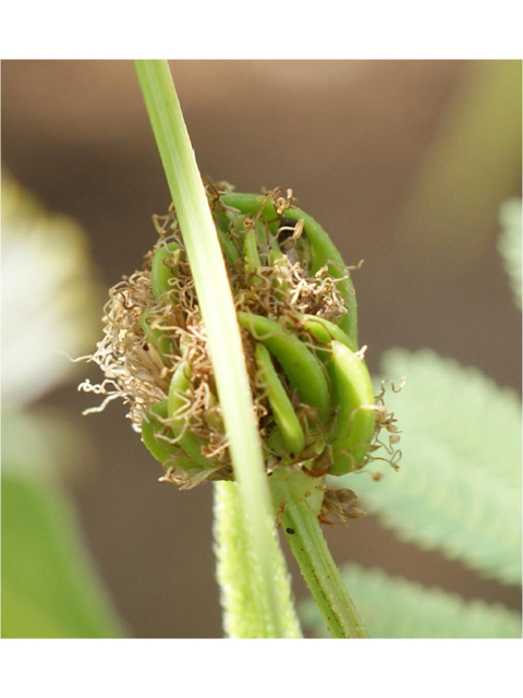 Desmanthus illinoensis (Illinois bundleflower) #37800