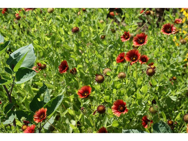 Gaillardia amblyodon (Maroon blanketflower) #37803
