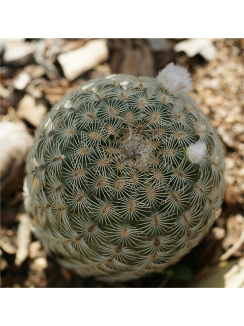 Echinocereus reichenbachii (Lace hedgehog cactus) #37831
