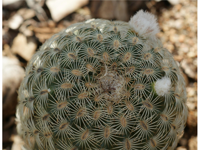Echinocereus reichenbachii (Lace hedgehog cactus) #37832