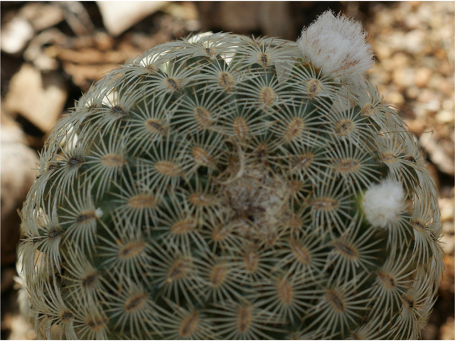 Echinocereus reichenbachii (Lace hedgehog cactus) #37833