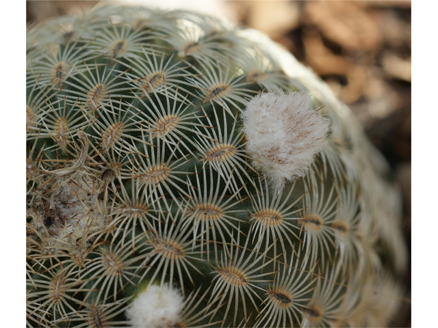 Echinocereus reichenbachii (Lace hedgehog cactus) #37834