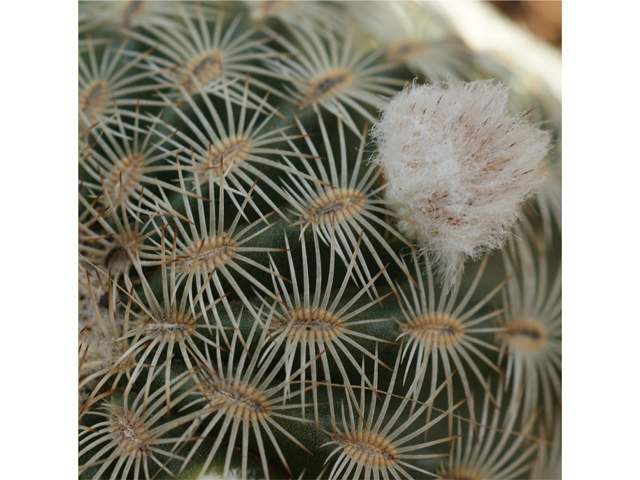 Echinocereus reichenbachii (Lace hedgehog cactus) #37835