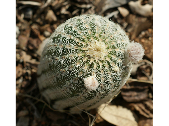 Echinocereus reichenbachii (Lace hedgehog cactus) #37836