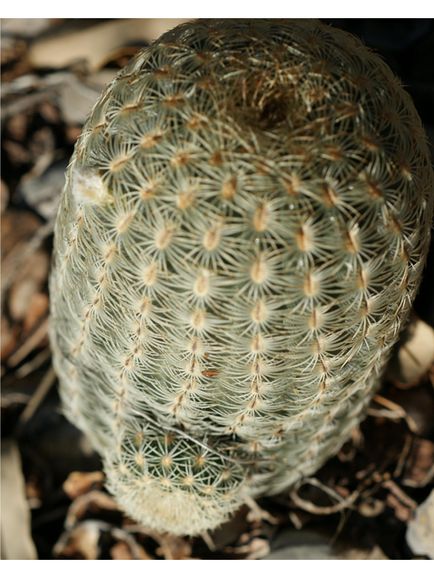 Echinocereus reichenbachii (Lace hedgehog cactus) #37837