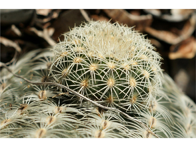 Echinocereus reichenbachii (Lace hedgehog cactus) #37838
