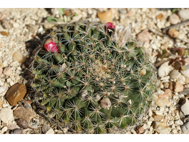 Mammillaria heyderi (Little nipple cactus) #37858
