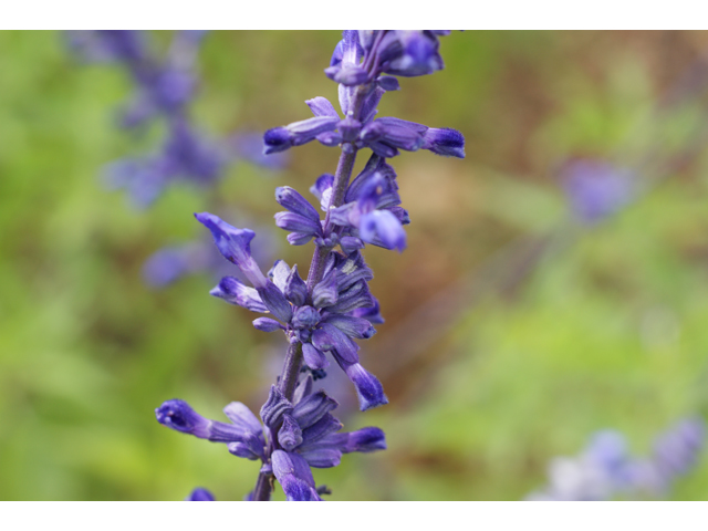 Salvia farinacea (Mealy blue sage) #37868