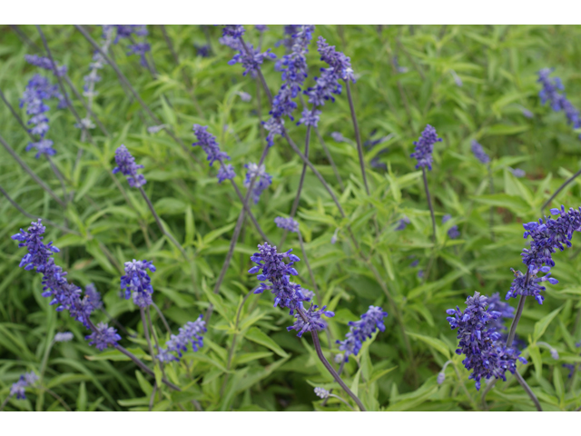 Salvia farinacea (Mealy blue sage) #37869