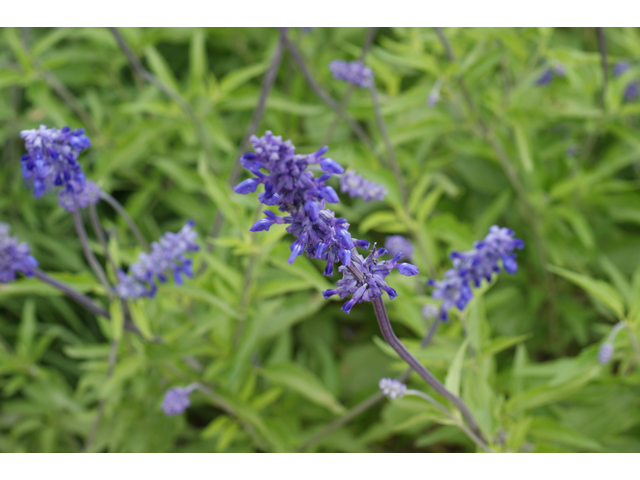 Salvia farinacea (Mealy blue sage) #37870