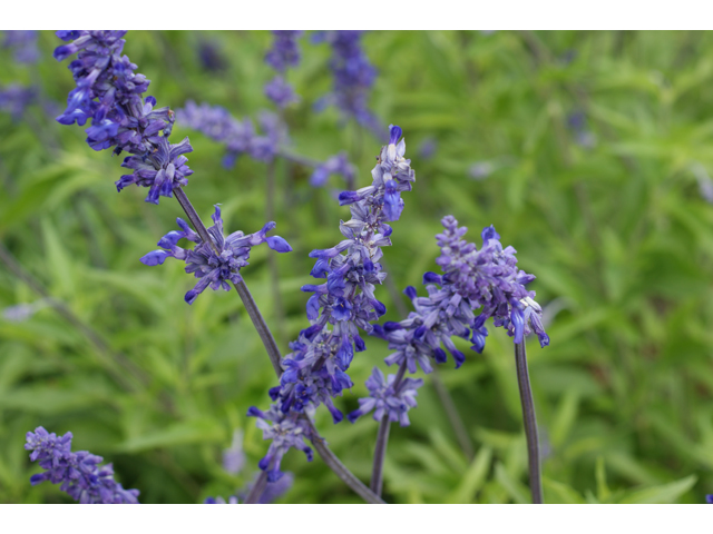 Salvia farinacea (Mealy blue sage) #37871