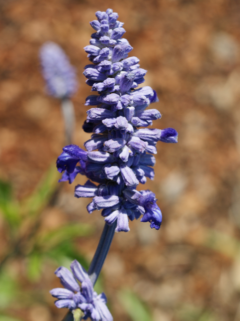 Salvia farinacea (Mealy blue sage) #37873