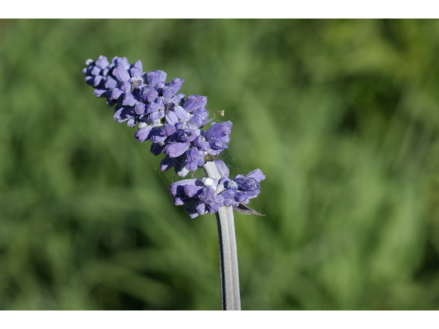 Salvia farinacea (Mealy blue sage) #37874