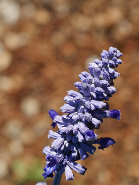 Salvia farinacea (Mealy blue sage) #37875