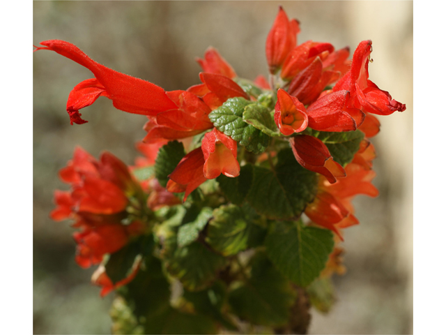 Salvia regla (Mountain sage) #37939