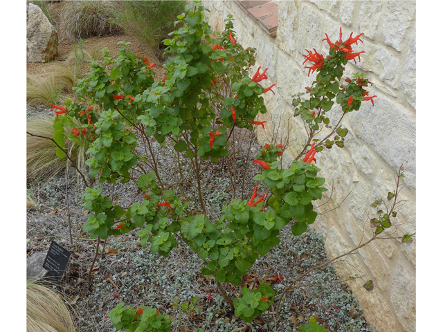 Salvia regla (Mountain sage) #37942