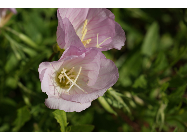 Oenothera speciosa (Pink evening primrose) #38012