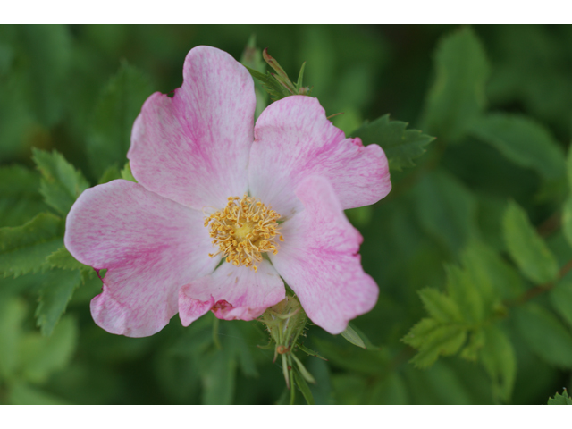 Rosa setigera (Climbing prairie rose) #38040