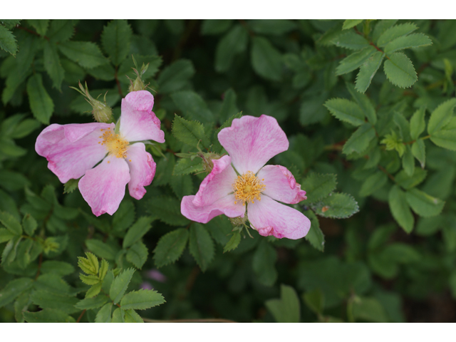 Rosa setigera (Climbing prairie rose) #38041