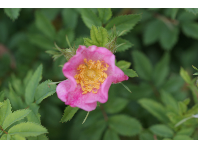 Rosa setigera (Climbing prairie rose) #38042