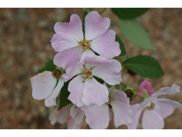 Rosa setigera (Climbing prairie rose) #38044